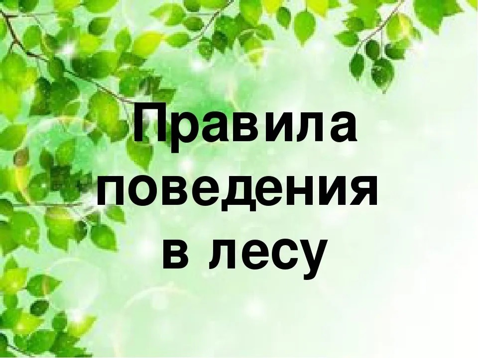 Правила поведения в лесу.