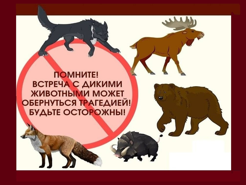 Как вести себя при встрече с дикими животными..