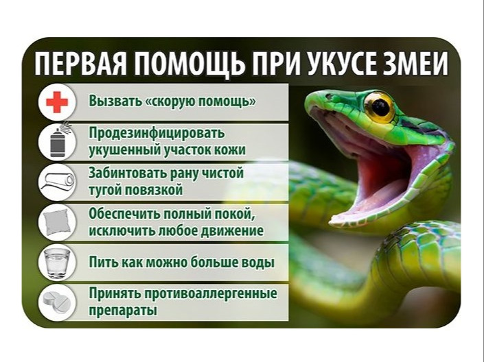 Первая помощь при укусе змеи.