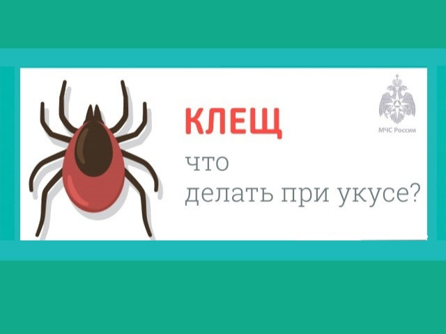 Правила защиты от иксодовых клещей.