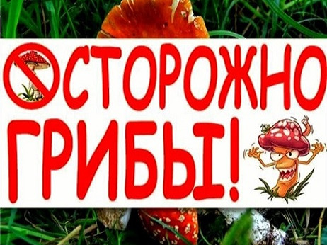Осторожно, грибы!.
